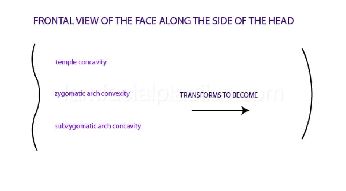 frontal view of the face along the side of the head diagram