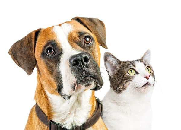 Dogs and Cats How To Avoid Weird Eyes Following Blepharoplasty or Eyelid Surgery
