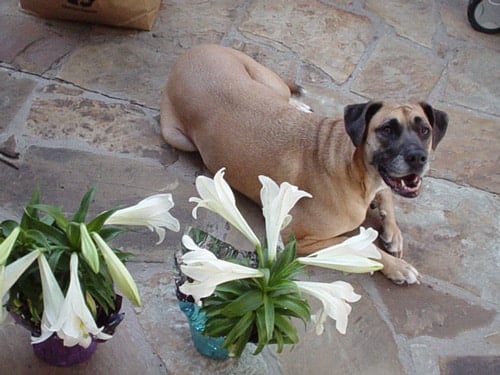 Sasha, our 80 pound rescue dog Sasha, our 80 pound rescue dog
